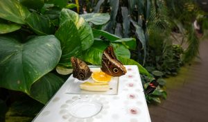 Close-up of owl butterflies feeding on orange in a lush botanical garden.